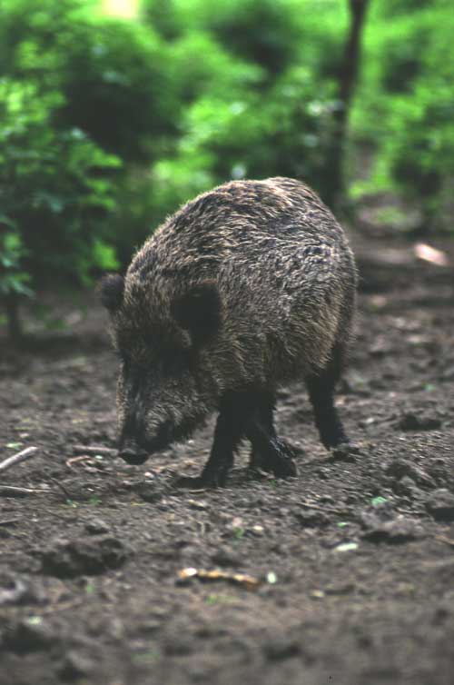  Image name: 41 Cinghiale.jpg 
 width: 500 pixel 
 height: 754 pixel 
 Size: 38350 bytes 
 Click to enlarge 